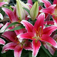 Seeds For Deep – Garden Flower Seeds for Planting