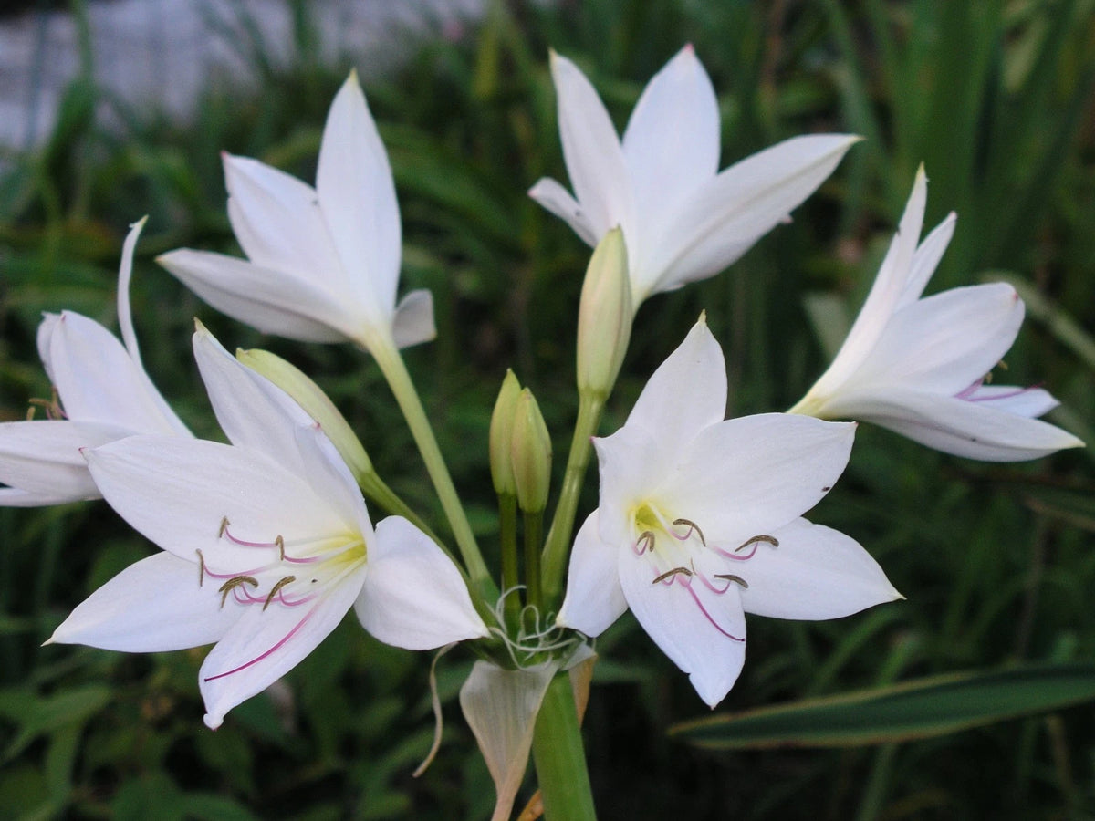 Crinum Lily Johns Bid – Flowering Bulb Seeds
