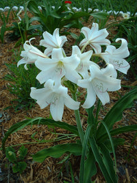 Crinum Lily African Queen Large Blooming-size Bulb - New - Flower