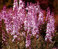 Burning Bush Dictamnus Fraxinella Ornamental Shrub Seeds