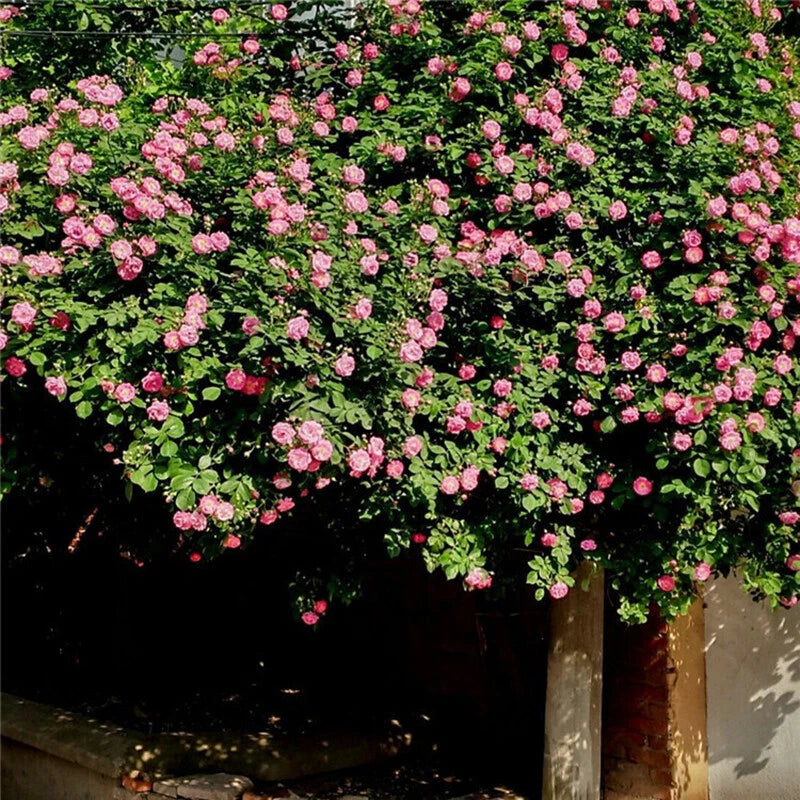 Climbing Rose – Perennial Trellis Flower Bush Seeds