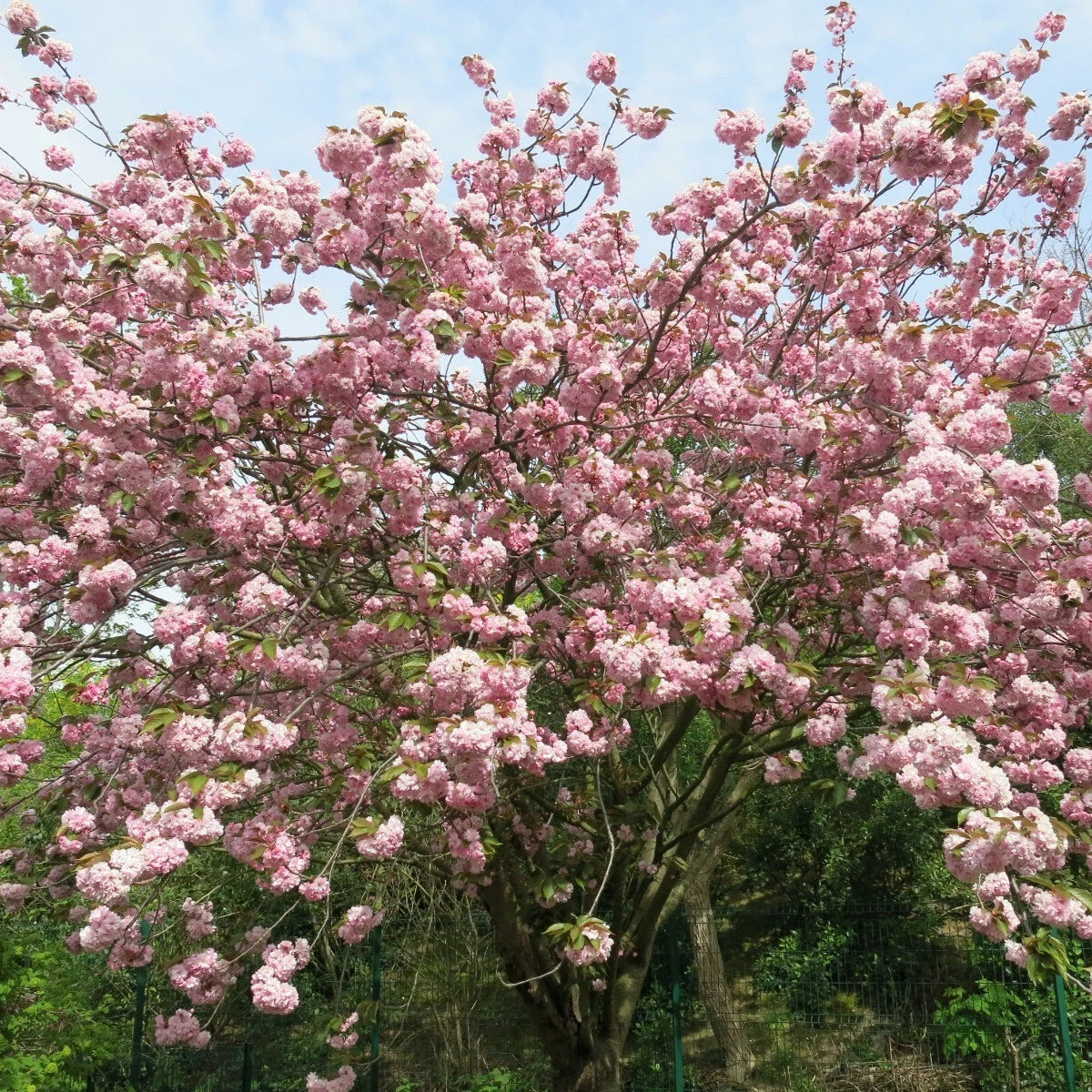 Japanese Cherry Blossom Prunus Serrulata – Flowering Ornamental Tree Seeds