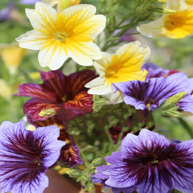 Salpiglossis Sinuata Painted Tongue – Garden Flower Seeds