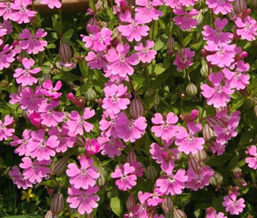 Catchfly Nodding Rose Triumph Silene Pendula – Hardy Garden Flower Seeds