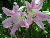 Crinum Lily Walter Flory – Jumbo Flowering Bulb Seeds