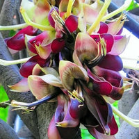 Mucuna Macrocarpa Rusty Leaf Vine Flower Seeds