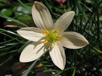 Zephyranthes Aquarius – Pink Rain Lily Bulb Seeds