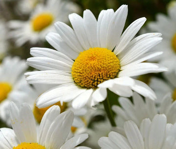 Daisy Shasta Chrysanthemum Maximum – Hardy Garden Flower Seeds