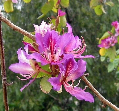Bauhinia Purpurea Pink Purple Orchid Tree Camel's Foot – Flower Seeds
