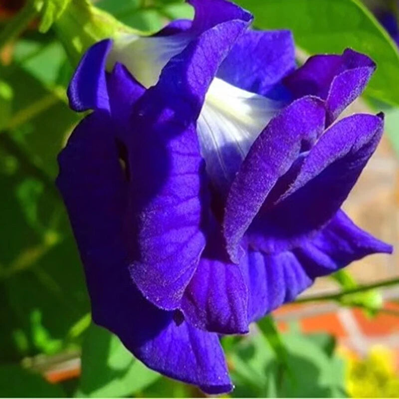 Blue Butterfly Pea Clitoria Ternatea – Flower Garden Seeds