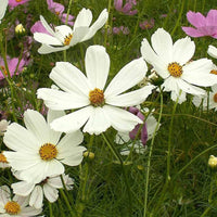 Purity Cosmos – Colorful Wildflower Garden Seeds