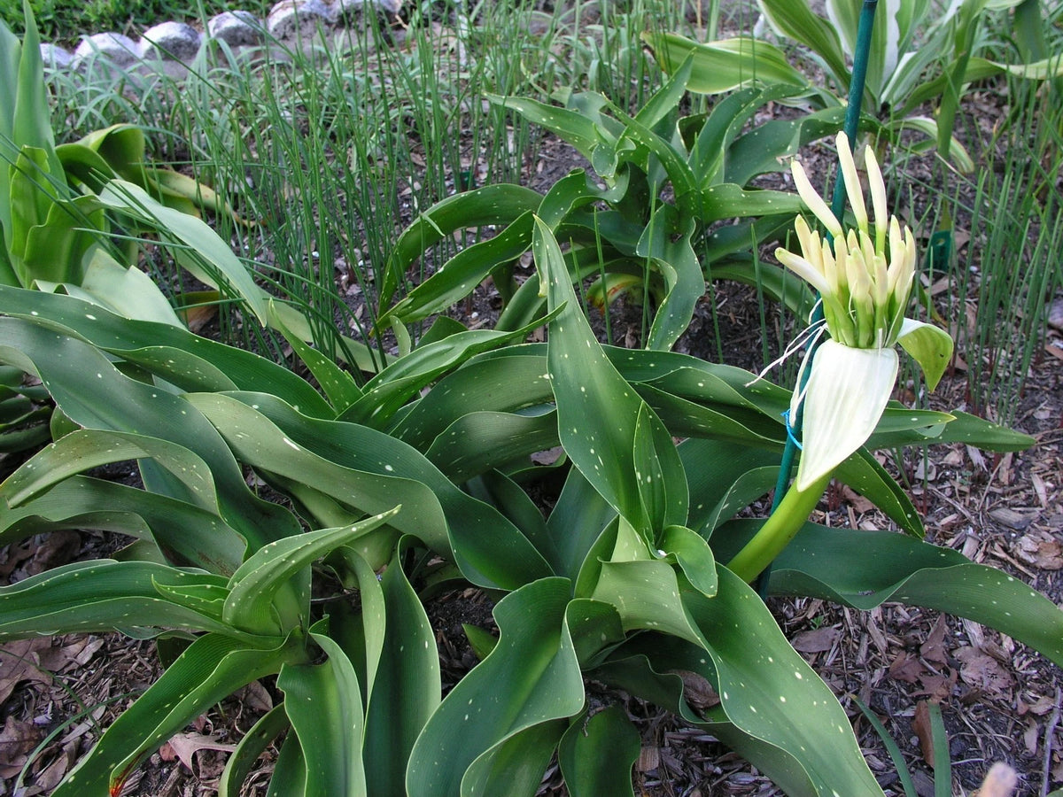 Crinum Lily Asiaticum Aurea Maculate Large Blooming-size Bulb - New -