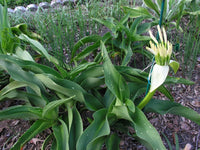 Crinum Lily Asiaticum Aurea Maculate Large Blooming-size Bulb - New -