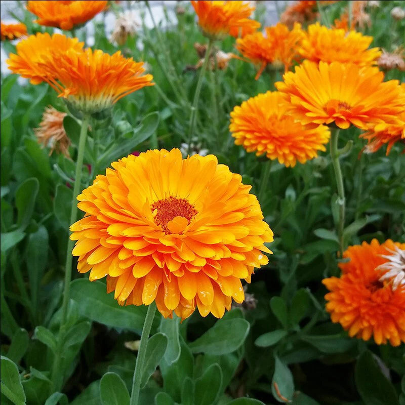 Calendula Orange – Garden Flower Seeds
