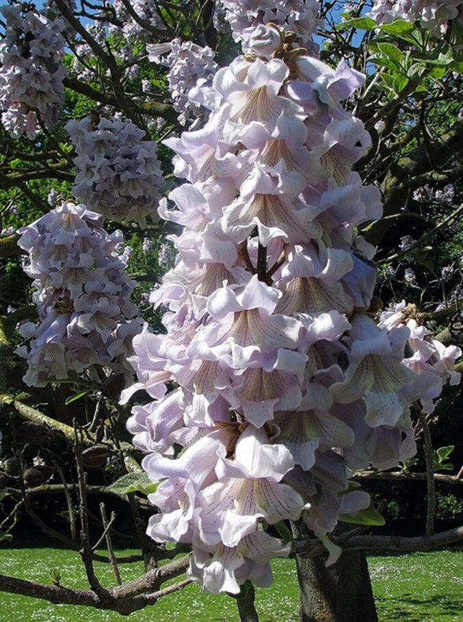 Princess Tree Paulownia Fortunei Flowering Garden Tree Seeds