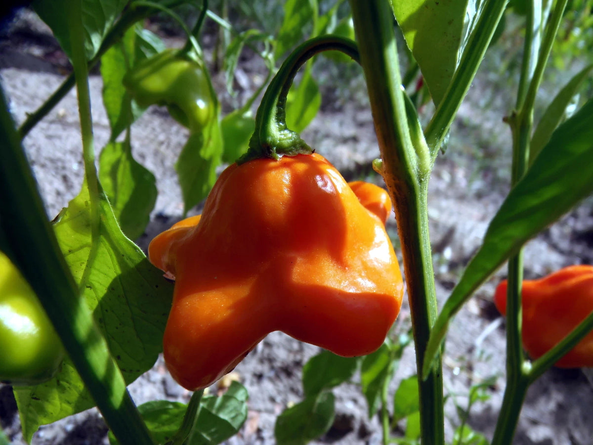 Cambuci Pepper – Spicy Vegetable Garden Seeds