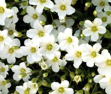 Arenaria Mountain Sandwort Arenaria Montana – Hardy Garden Flower Seeds