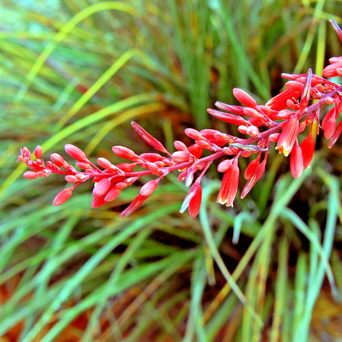Red Yucca Hesperaloe Parviflora – Perennial Flower Seeds