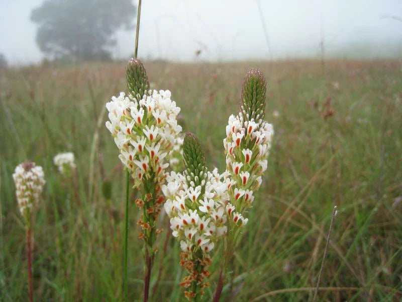 Hebenstretia Dura Shrub Seeds Cat S Tail Fragrant Slugwort Oddity And Rare – Fragrant Flower Seeds