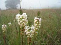Hebenstretia Dura Shrub Seeds Cat S Tail Fragrant Slugwort Oddity And Rare – Fragrant Flower Seeds