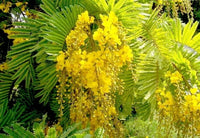 Peltophorum Pterocarpum, Ferrugineum Copper Flower Seeds for Planting