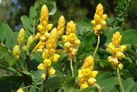 Cassia Alata – Golden Shrub Perennial Flower Seeds