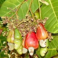 Pcs Cashew Nut – Tropical Fruit Seeds
