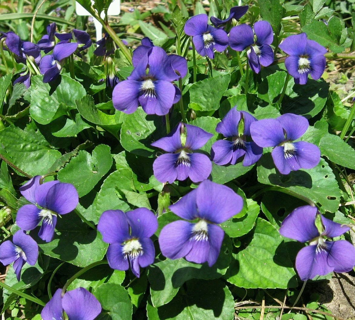Freckled Blue Violet Viola Sororia – Native Perennial Flower Seeds