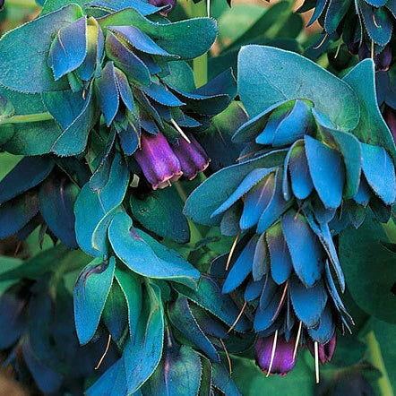 Honeywort Cerinthe Major Purpurascens – Colorful Garden Flower Seeds