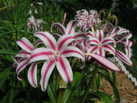 Crinum Lily Stars Stripes Large Blooming-size Bulb Choice - Flower