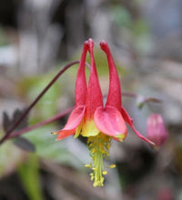 Eastern Red Columbine Aquilegia Canadensis Native Perennial Flower Seeds