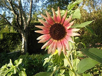Indian Blanket SunFlo.wer S.eeds to Gr.ow + S.eeds Gr.ow Exotic Indian Bla