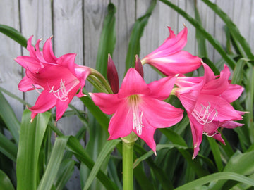 Crinum Lily Grab Bag At Least Types - Over Off - Flower Seeds
