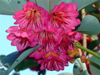 Rhodoleia Championii Protected Flowering Shrub Tree Hong Kong Rose Seed Flower Seeds for your garden