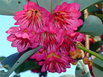 Rhodoleia Championii Protected Flowering Shrub Tree Hong Kong Rose Seed Flower Seeds for your garden