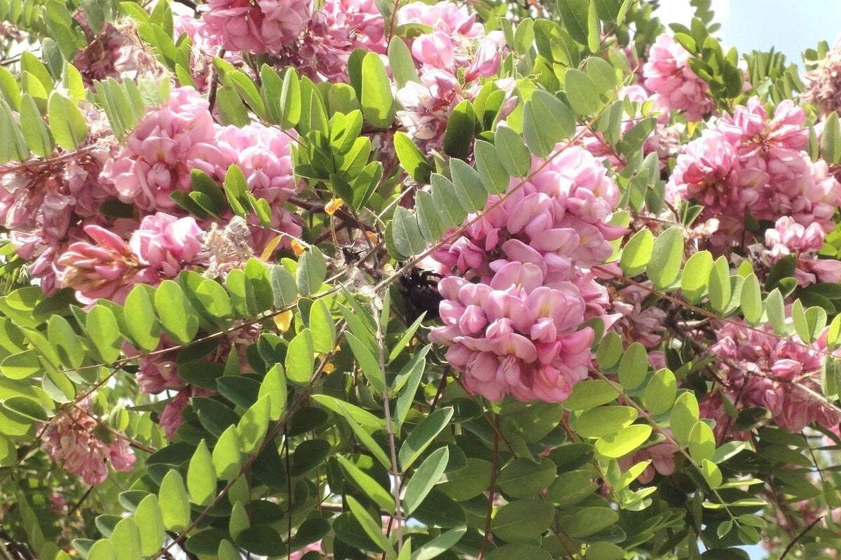 Robinia Hispida – Cold Hardy Flowering Bristly Locust Seeds