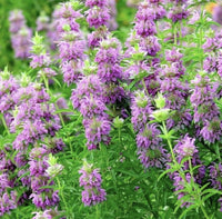Lemon Mint Monarda Citriodora Fragrant Perennial Herb Seeds