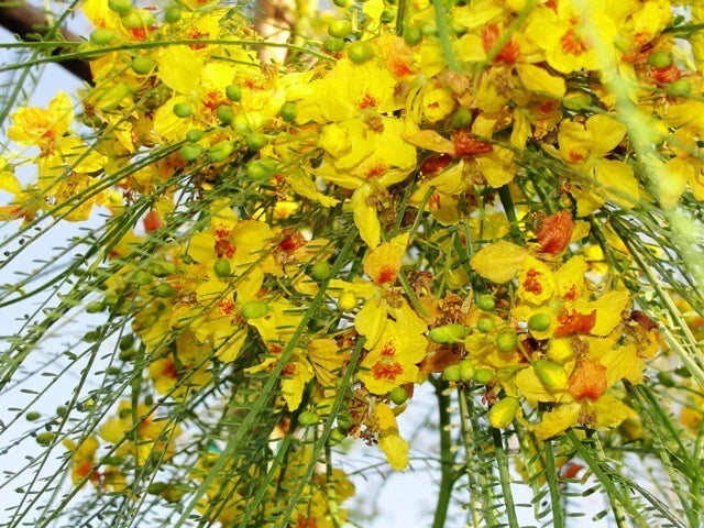Parkinsonia Aculeata Flower Seeds for Planting