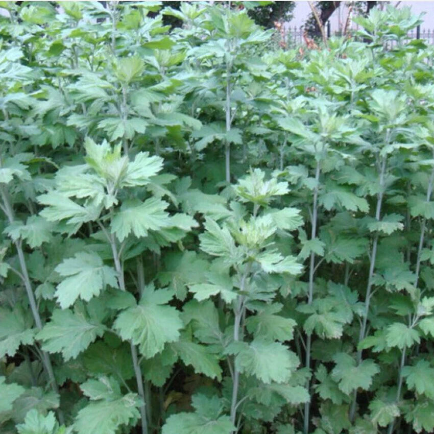 Wormwood Artemisia Princeps – Herb Garden Seeds