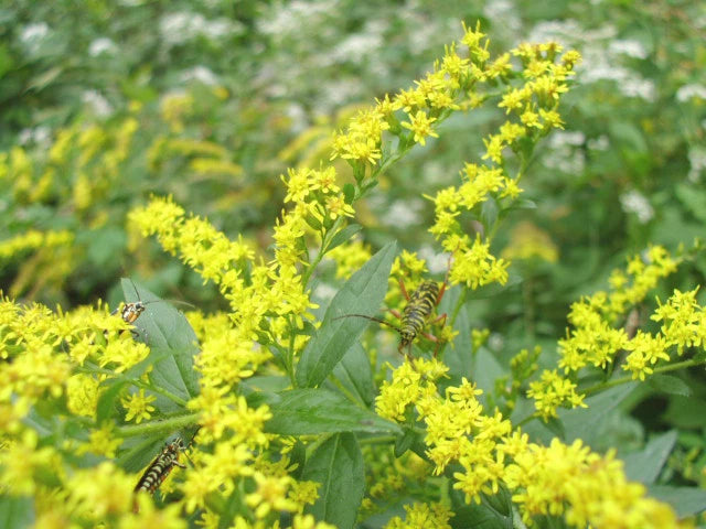 Goldenrod Solidago Sp – Tall Yellow Bloom Flower Seeds