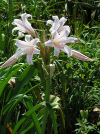 Crinum Lily Goweni Regina S Disco Lounge Large Blooming-size Bulb -
