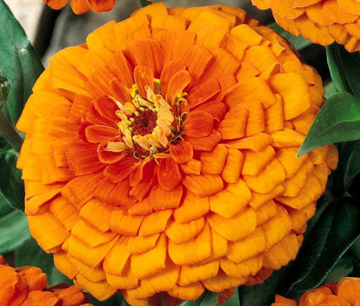 Zinnia Orange King Zinnia Elegans – Colorful Garden Flower Seeds