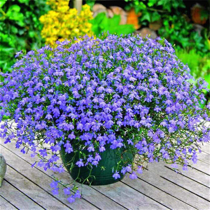 Lobelia Erinus Crystal Palace – Colorful Garden Flower Seeds