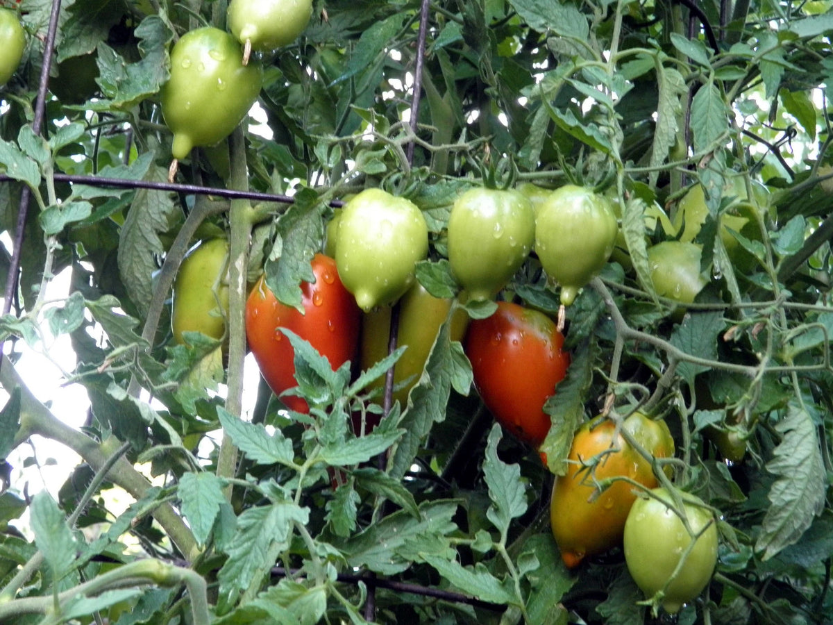 Legenda Tarasenko Tomato – Heirloom Vegetable Garden Seeds