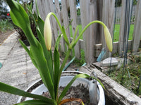Crinum Lily Loddigesianum – Garden Flower Seeds