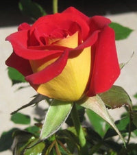 Yellow Red – Perennial Flower Seeds