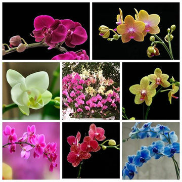 Phalaenopsis Moth Orchid Perennial Bonsai Flower Seeds