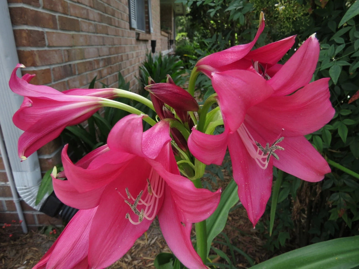 Crinum Lily Brazil – Garden Flower Seeds