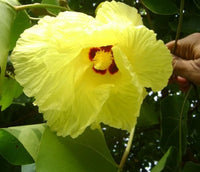 Indian Tulip Thespesia Populnea – Flowering Tree Seeds