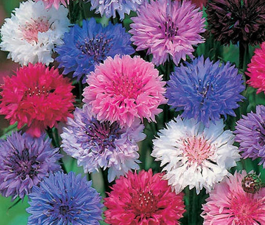 Cornflower Bachelors Button Mixed Colors Centaurea Cyanus – Colorful Garden Flower Seeds